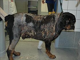 gateway rottweilers rottweiler gruwelijk met opzet verbrand honden rassen en honden foto s gateway rottweilers rottweiler gruwelijk met opzet verbrand honden rassen en honden foto s