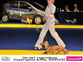 dogs breeders dog pictures