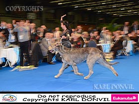 dogs breeders dog pictures