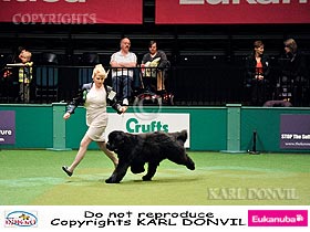 honden fokkers en hond foto's