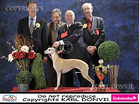 dogs breeders dog pictures