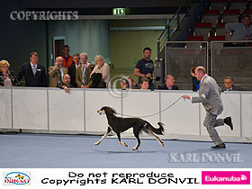 dogs breeders dog pictures