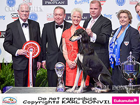 dogs breeders dog pictures