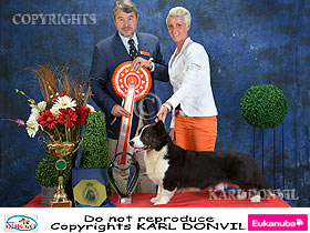 chien �leveurs chiens photos