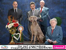 dogs breeders dog pictures