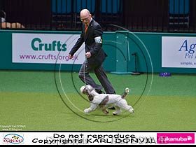 dogs breeders dog pictures
