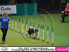 dogs breeders dog pictures