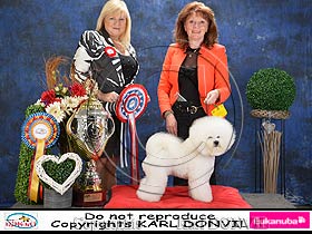 dogs breeders dog pictures